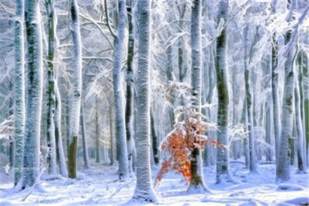 黑龍江自學(xué)考試畢業(yè)證書學(xué)信網(wǎng)可以查詢嗎?